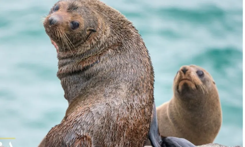 Otago Peninsula Wildlife & Penguin Tour | Experience Oz + NZ