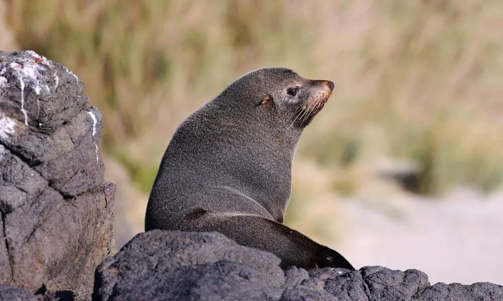 Otago Peninsula Wildlife & Penguin Tour | Experience Oz + NZ-10