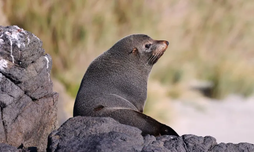 Otago Peninsula Wildlife & Penguin Tour | Experience Oz + NZ