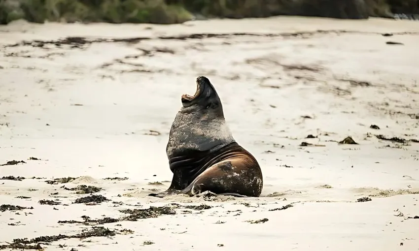 Stewart Island Wilderness Walk - 3.5 Hours | Experience Oz + NZ