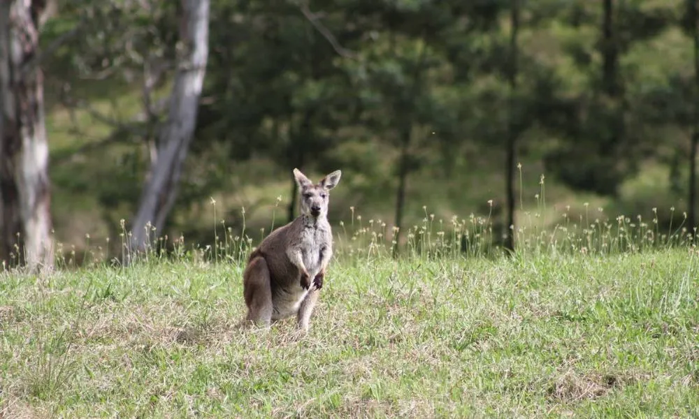 Three Day Cultural Immersion Camp | Experience Oz-4