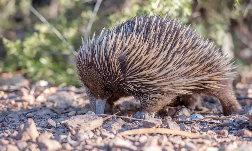 Three Day Cultural Immersion Camp | Experience Oz-5