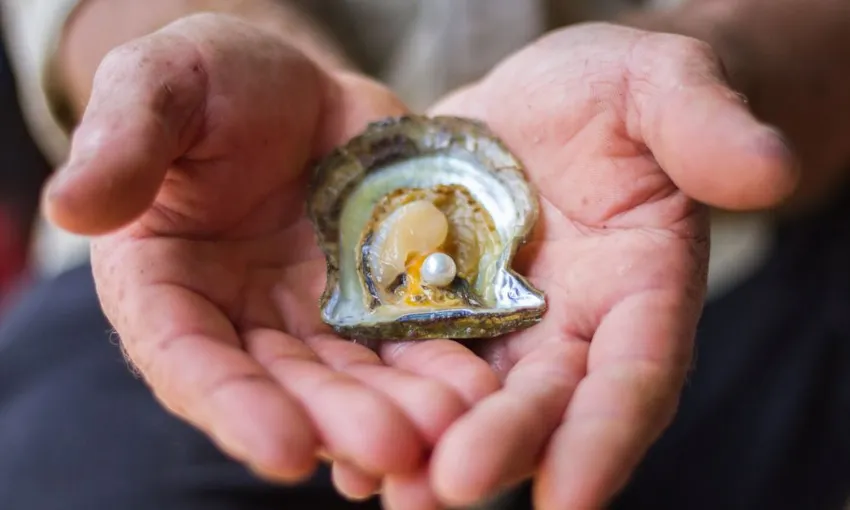 Hawkesbury River Pearl Farm Shell to Showroom - 2 Hours | Experience Oz