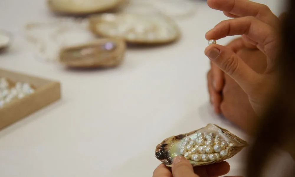 Hawkesbury River Pearl Farm Shell to Showroom - 2 Hours | Experience Oz-6