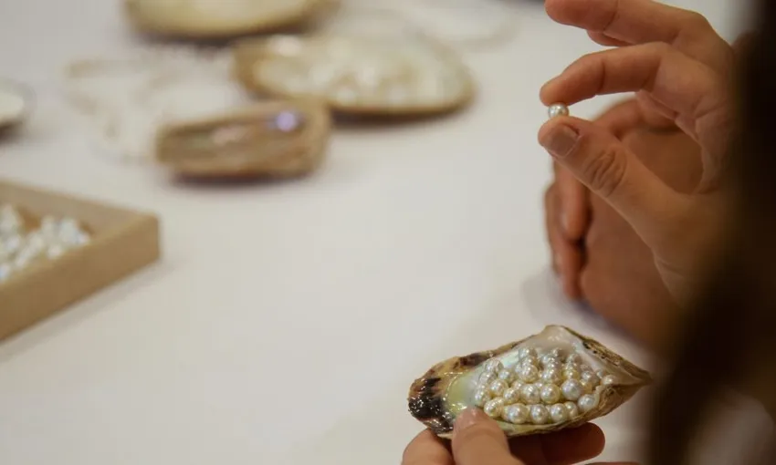 Hawkesbury River Pearl Farm Shell to Showroom - 2 Hours | Experience Oz