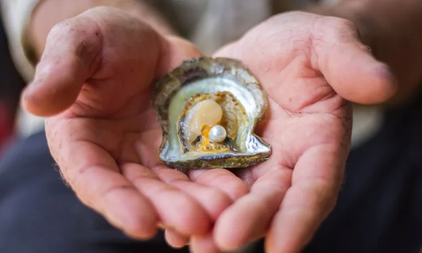 Broken Bay Oyster and Pearl Farm Complete Immersion - 3 Hours | Experience Oz