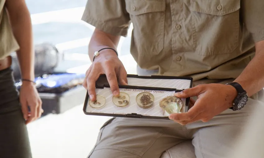 Broken Bay Oyster and Pearl Farm Complete Immersion - 3 Hours | Experience Oz