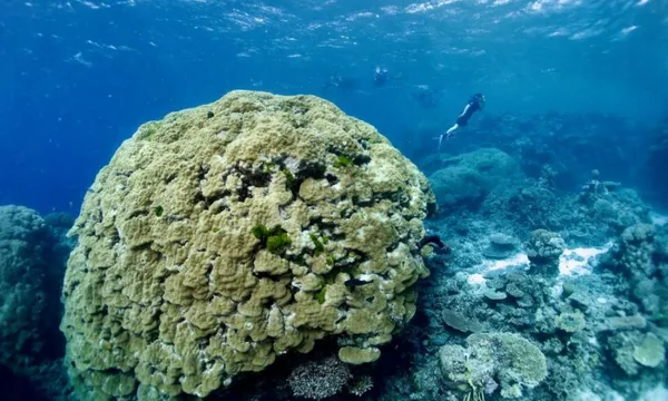 Half Day Great Barrier Reef Adventure