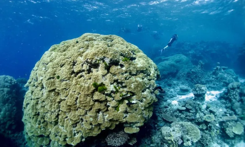 Half Day Great Barrier Reef Adventure | Experience Oz