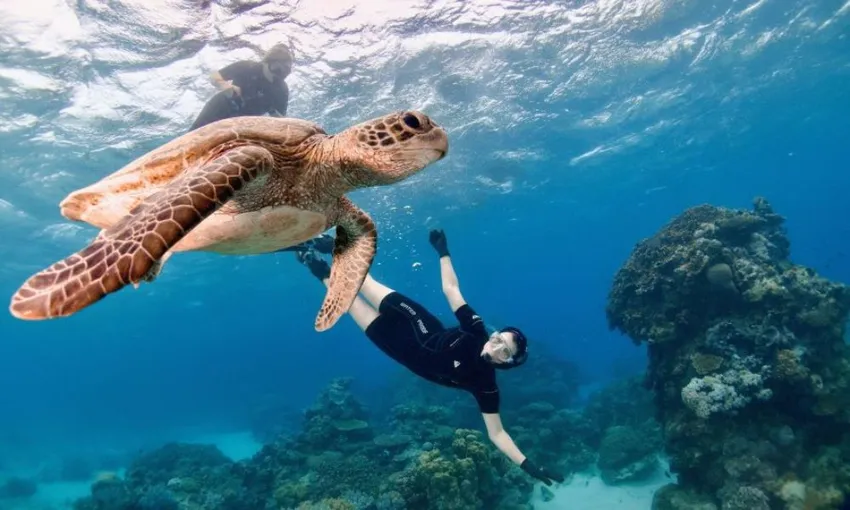 Half Day Great Barrier Reef Adventure | Experience Oz