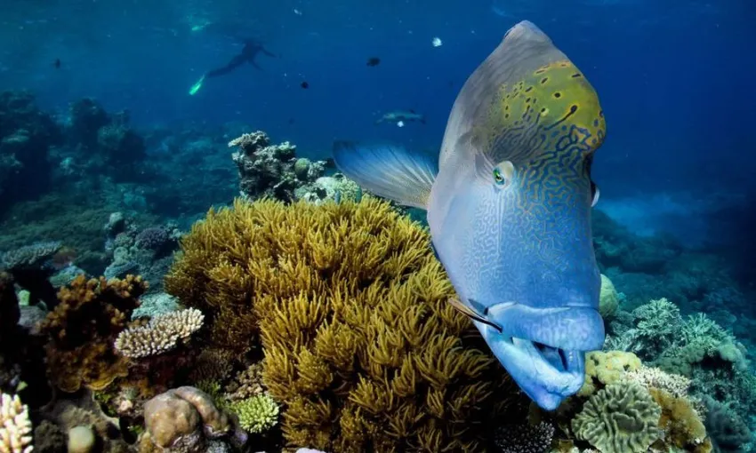 Half Day Great Barrier Reef Adventure | Experience Oz