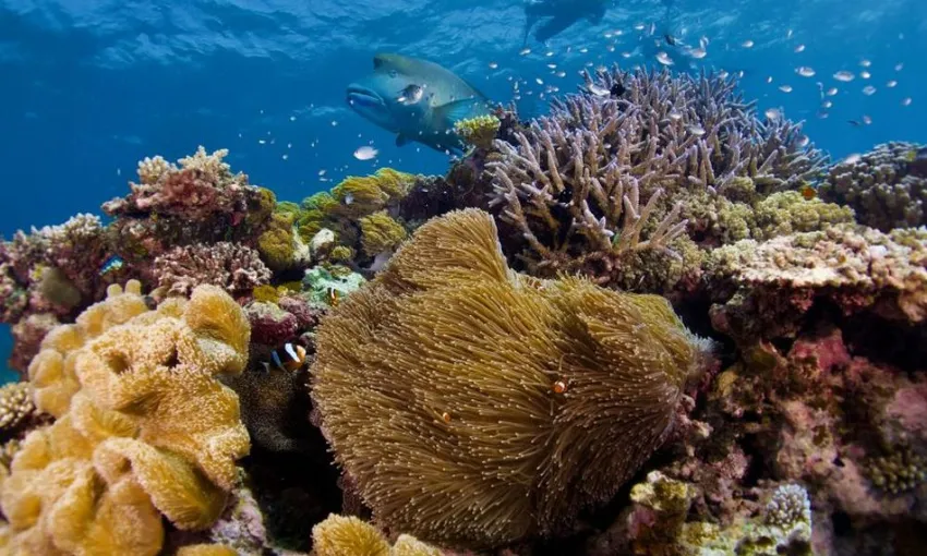 Half Day Great Barrier Reef Adventure | Experience Oz