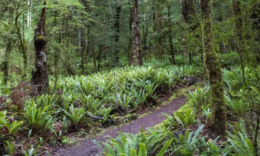 Kepler Track Guided Hike and Jet Boat from Te Anau - Full Day | ExperienceOz