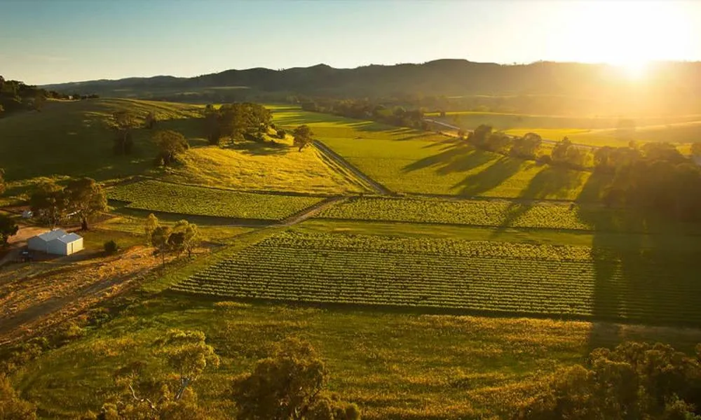 South Barossa 10 Minute Helicopter Flight - Book Now | Experience Oz-2