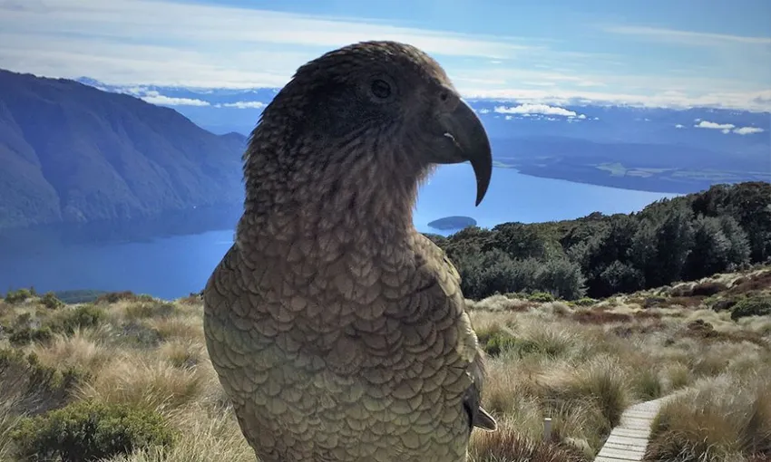 Luxmore Hut and Kepler Track Helicopter Hike - 6.5 Hours | ExperienceOz