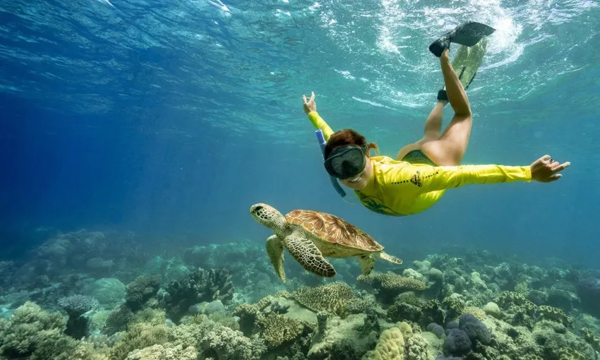 Cape Tribulation Ocean Safari | Experience Oz