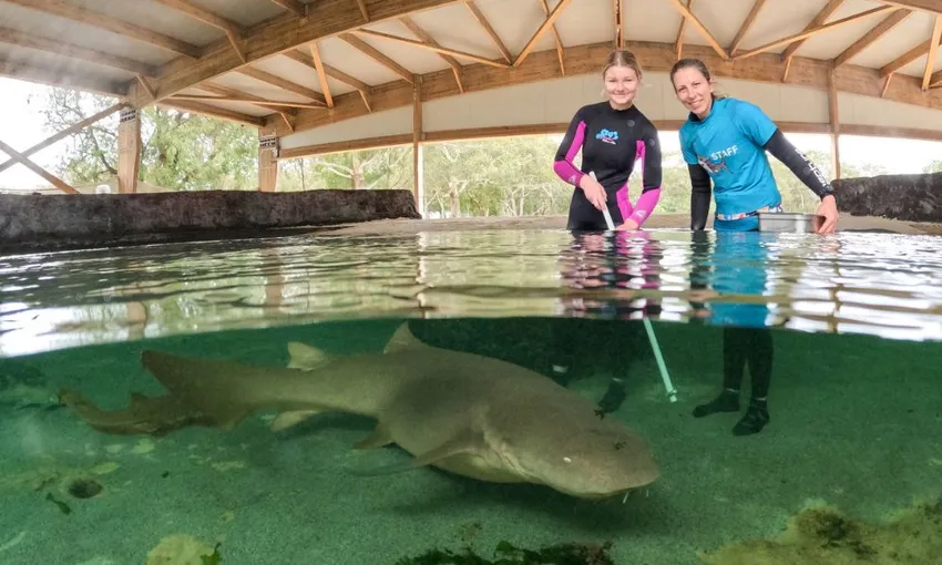 Irukandji Shark and Ray Shallow Water Encounter - Book Now | Experience Oz