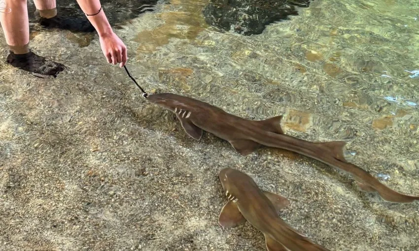 Irukandji Shark and Ray Shallow Water Encounter - Book Now | Experience Oz