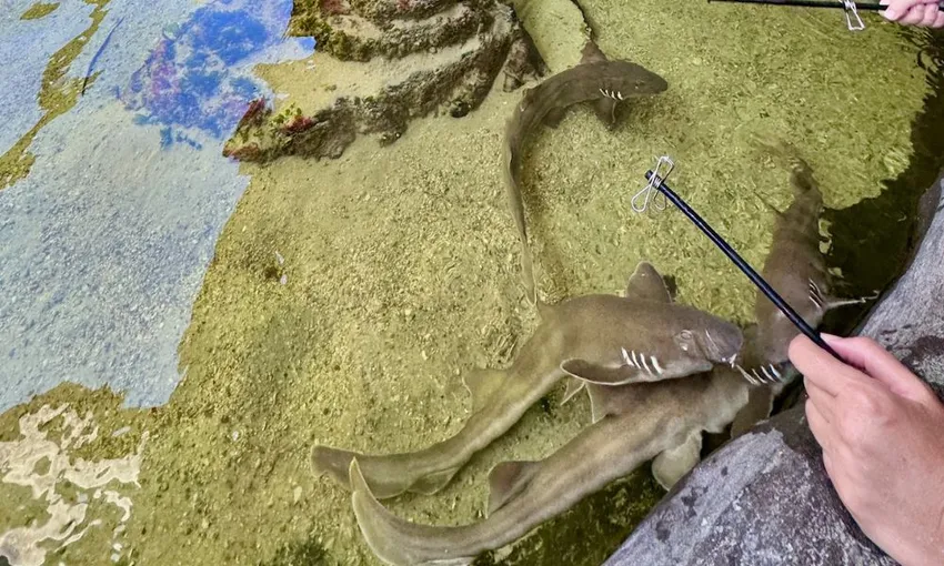 Irukandji Shark and Ray Shallow Water Encounter - Book Now | Experience Oz