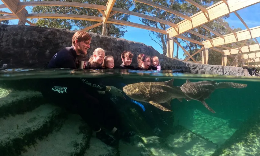 Irukandji Shark and Ray Shallow Water Encounter - Book Now | Experience Oz