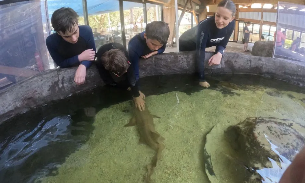 Irukandji Shark and Ray Shallow Water Encounter - Book Now | Experience Oz-5