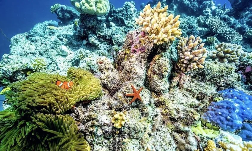 Great Barrier Reef Dreamtime Cruise with Indigenous Sea Rangers