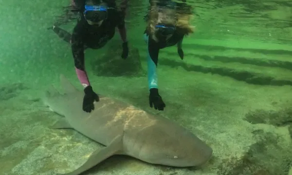 Reef Shark Snorkel + Entry Pass