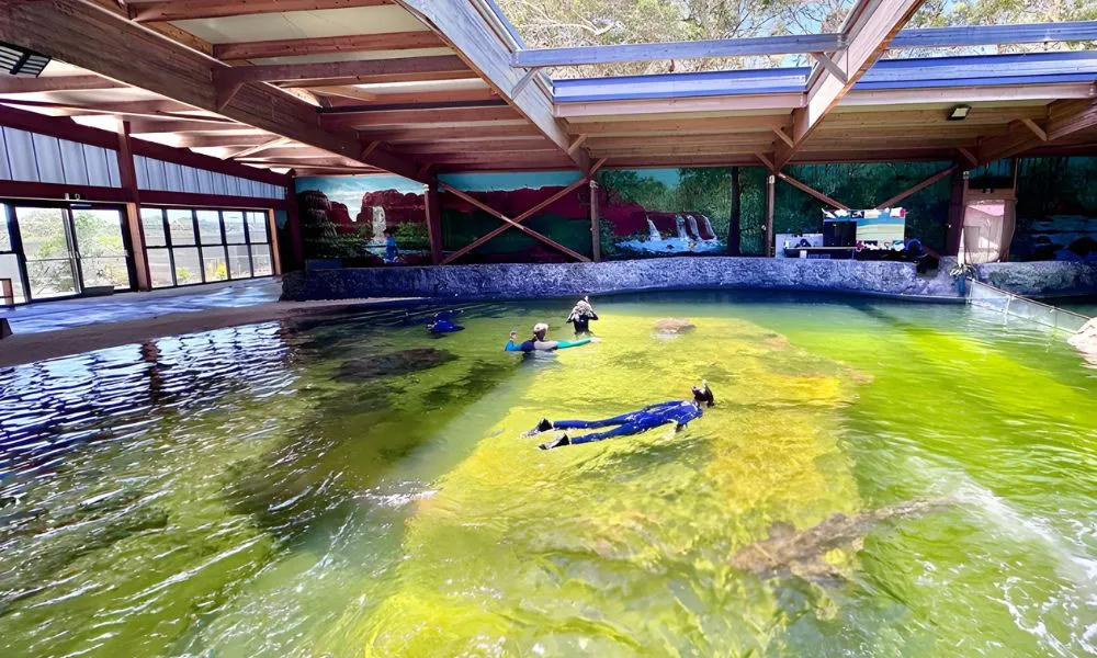 Irukandji Shark and Ray Snorkel Experience - Book Now | Experience Oz-3