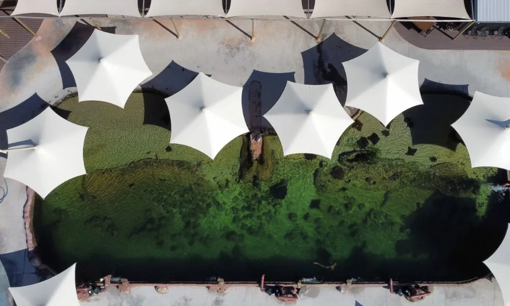 Irukandji Shark and Ray Snorkel Experience - Book Now | Experience Oz-4