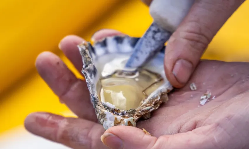 Batemans Bay Oyster Tasting Kayak Tour - Book Now | Experience Oz