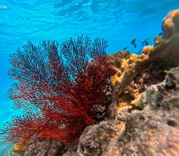 Half Day Reef Adventure to Upolu Cay