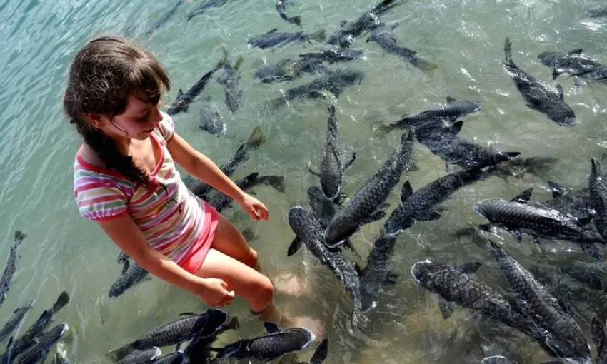 Wild Fish Feeding Sanctuary and Experience | Experience Oz