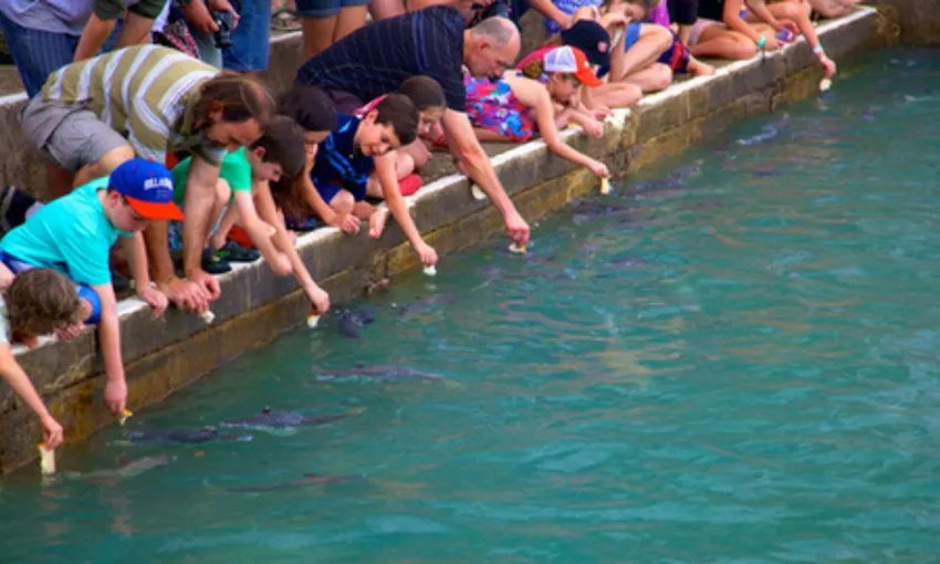 Wild Fish Feeding Sanctuary and Experience | Experience Oz