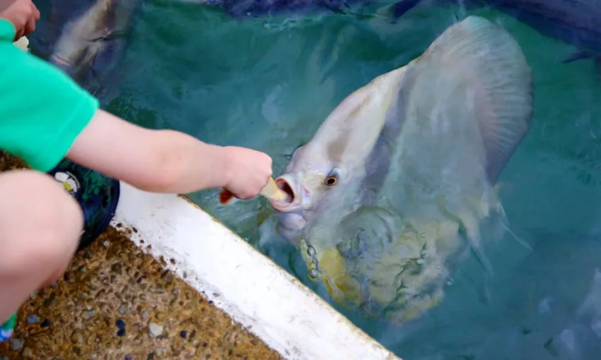 Wild Fish Feeding Sanctuary and Experience | Experience Oz