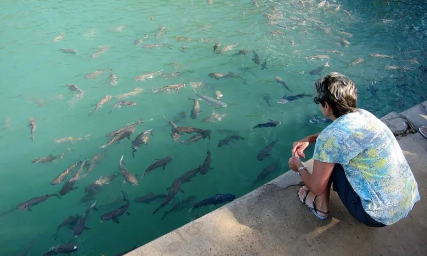 Wild Fish Feeding Sanctuary and Experience | Experience Oz
