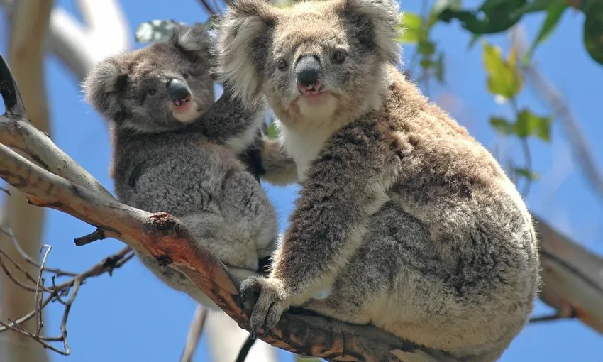 Puffing Billy And Healesville Sanctuary Scenic Bus Tour