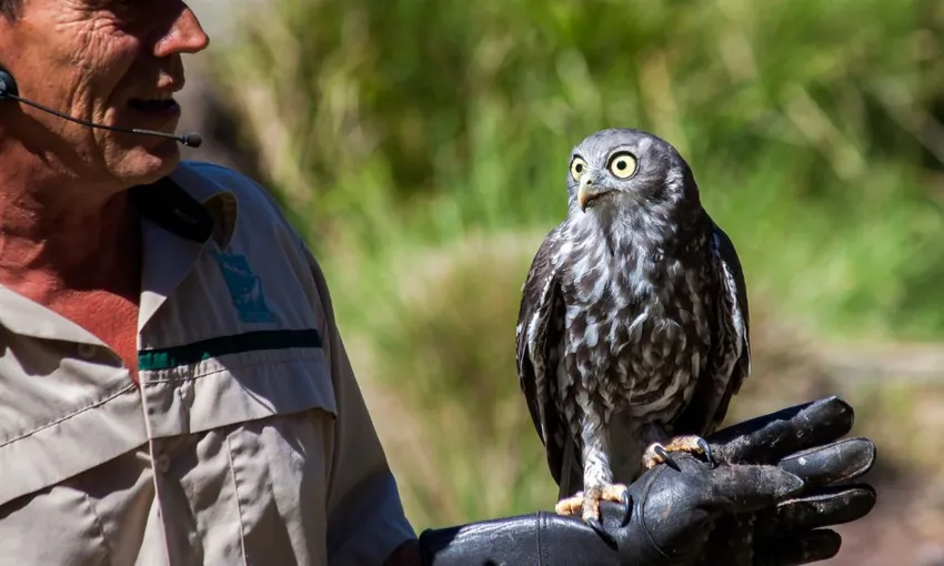 Puffing Billy And Healesville Sanctuary Scenic Bus Tour
