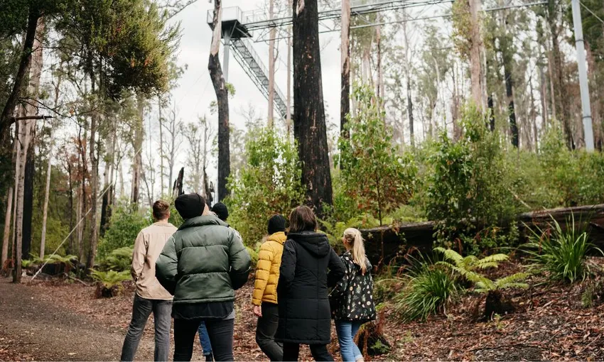 Hastings Cave, Tahune Airwalk and The Huon Tasting Trail from Hobart - Full Day | ExperienceOz