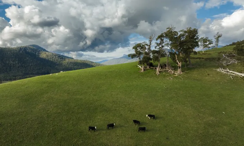 Hastings Cave, Tahune Airwalk and The Huon Tasting Trail from Hobart - Full Day | ExperienceOz