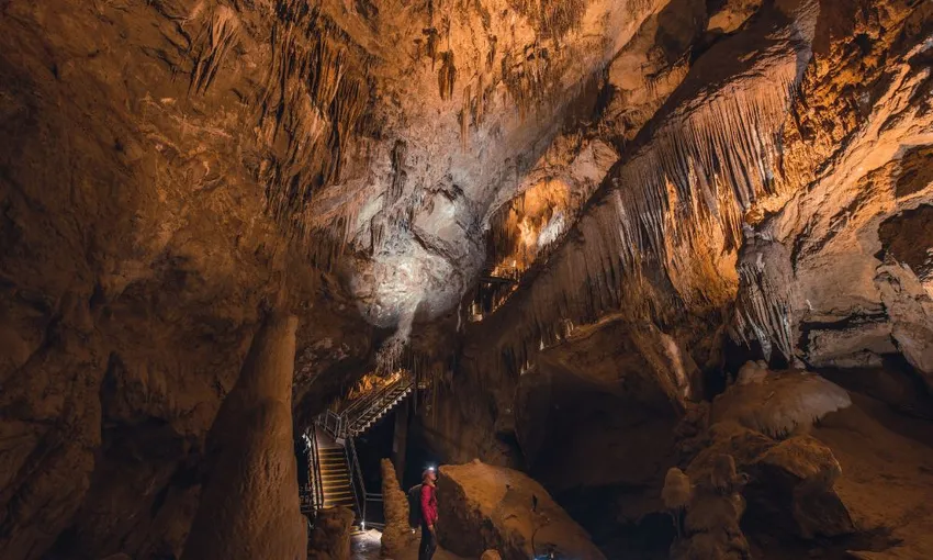 Hastings Cave, Tahune Airwalk and The Huon Tasting Trail from Hobart - Full Day | ExperienceOz