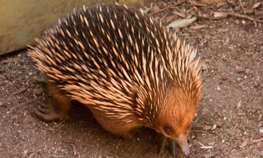 Healesville Sanctuary and Puffing Billy Scenic Bus Tour | Experience Oz