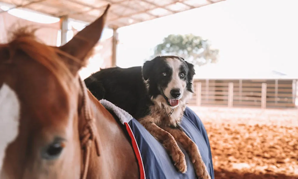 2.5 Hour Katherine Outback Show - Book Now | Experience Oz-3