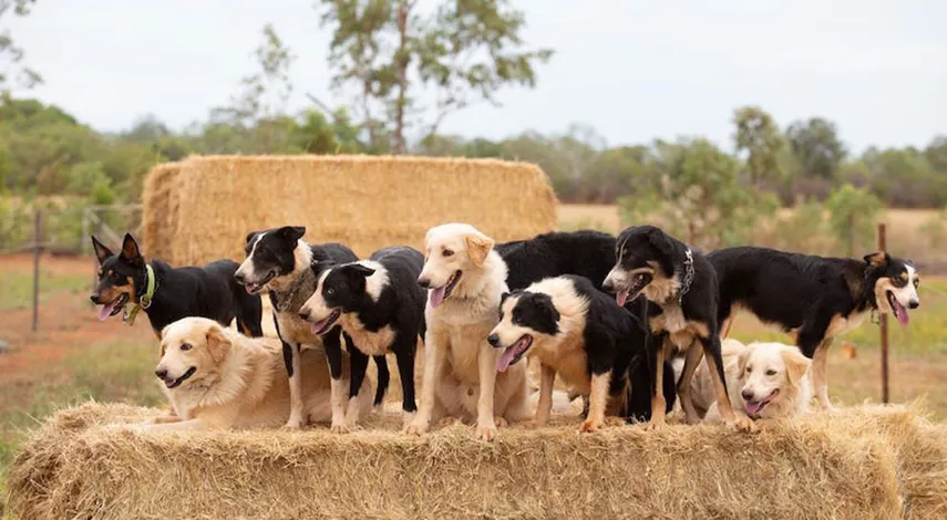 2.5 Hour Katherine Outback Show - Book Now | Experience Oz