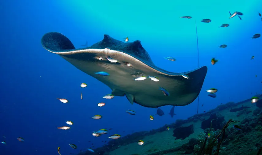 SS Yongala Wreck Diving Tour from Townsville | Experience Oz