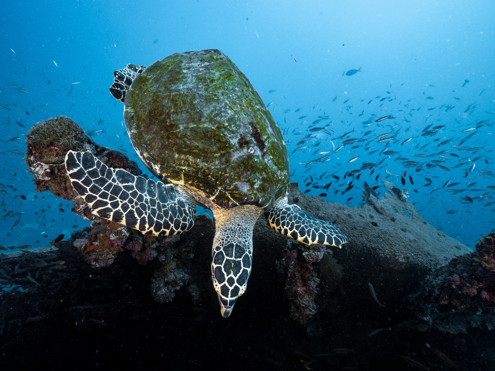 SS Yongala Wreck Diving Tour from Townsville | Experience Oz-3
