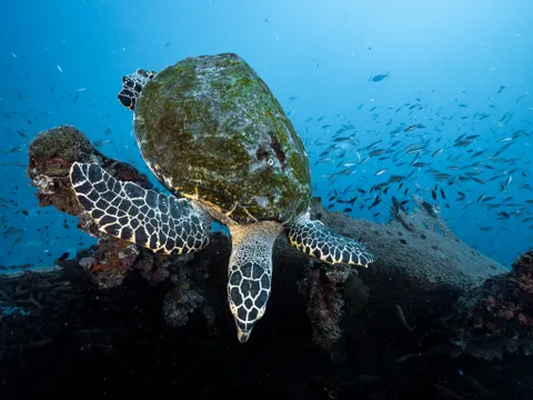 Yongala Wreck Dive Trip from Townsville and Magnetic Island