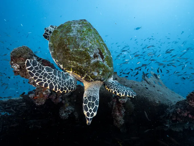 SS Yongala Wreck Diving Tour from Townsville | Experience Oz