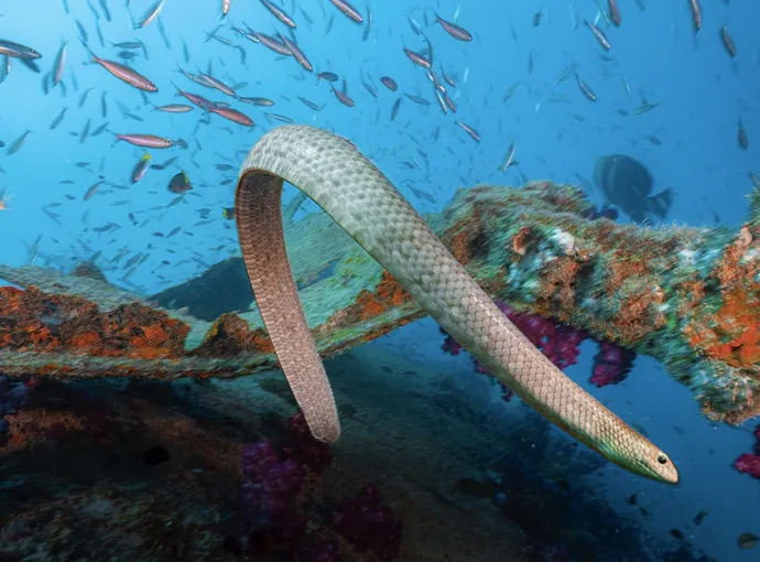 SS Yongala Wreck Diving Tour from Townsville | Experience Oz