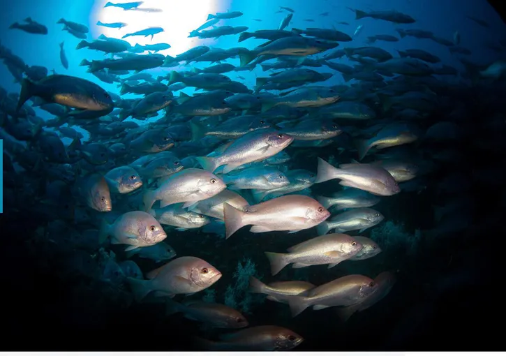 SS Yongala Wreck Diving Tour from Townsville | Experience Oz