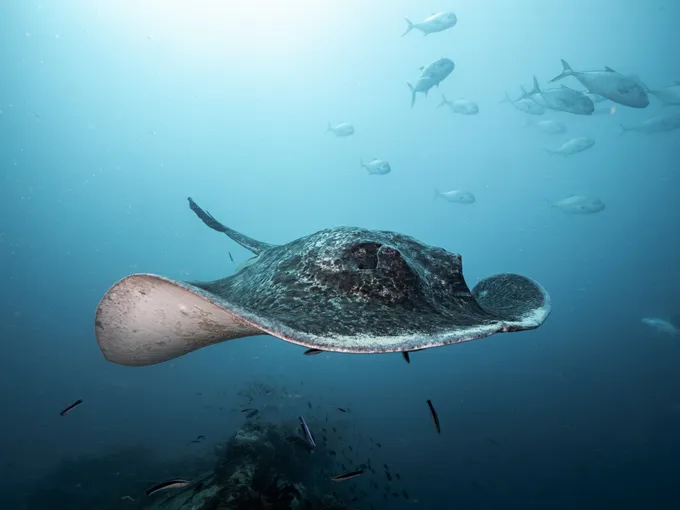 SS Yongala Wreck Diving Tour from Townsville | Experience Oz